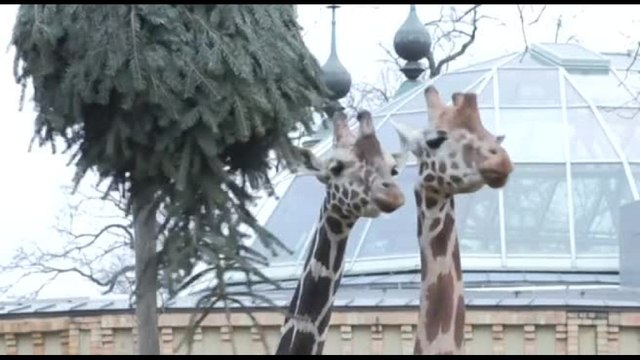 Alberi di Natale per gli animali dello Zoo di Berlino