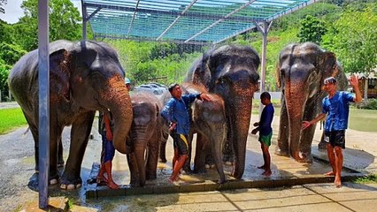 elefante mata a una turista en tailandia