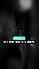 Be A WOLF or a Loser: The Choice is Yours!