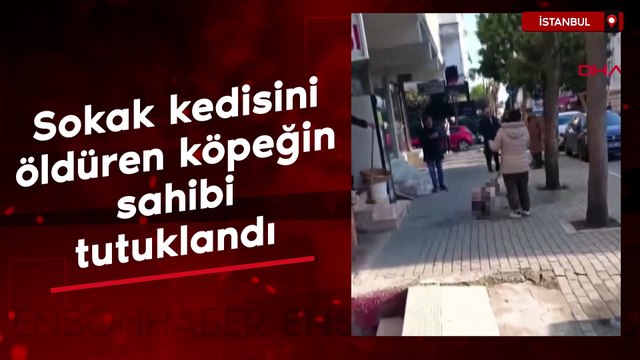 İstanbul'da sokak kedisini öldüren pitbull cinsi köpeğin sahibi tutuklandı