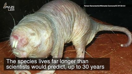 Are Naked Mole Rats The Key To Humans Living Longer?