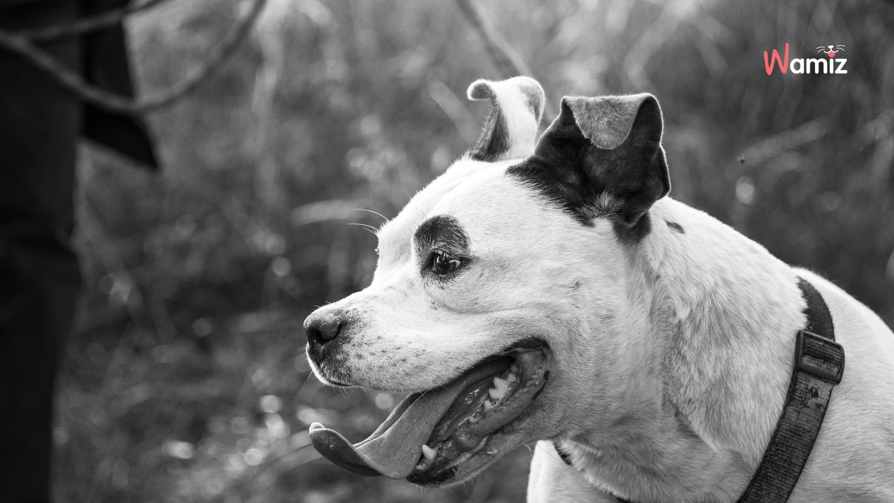 Enfermé et privé d'affection humaine pendant 7 ans, ce chien rêve de rattraper le temps perdu