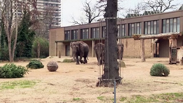 Des sapins de Noël au menu des animaux du zoo de Berlin