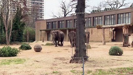 Des sapins de Noël au menu des animaux du zoo de Berlin
