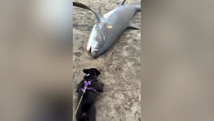 A thresher shark washed up on Par beach