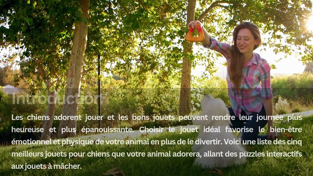 Top 5 des jouets pour chiens que votre animal adorera : la récréation est encore plus amusante