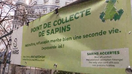 Noël : la nouvelle destin des sapins après les festivités