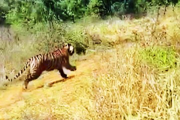 एसटी-2402 की मॉनिटङ्क्षरग रेडियो कॉलर से होगी...व्यवहार पर एनक्लोजर में नजर... देखें वीडियो....