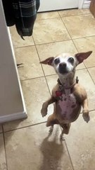 This crazy dog is always walking around on 2 legs🤣😂😎