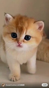 Adorable Cat Antics: From Hilarious Jumps to Quirky Naps!