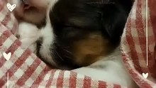 Muffin and Waffles 🥰