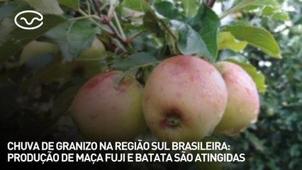 Chuva de granizo na região sul brasileira: produção de maça fuji e batata são atingidas