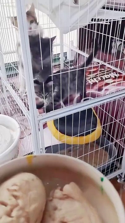 💕😁Mealtime for cat#funnycats #funnyanimals #funnyvideos #cat #kitty #foryou #usa_tiktok #catsoftiktok #hungry #hungrycat