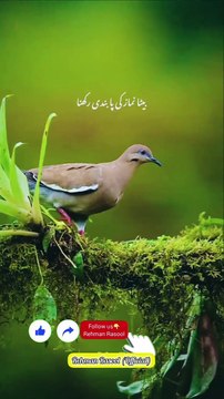 حضرت لقمان حکیم ایک عظیم دانشمند تھے جنہیں اللہ تعالیٰ نے حکمت عطا کی تھی۔ ایک دن، انہوں نے اپنے بیٹے کو نصیحت کرتے ہوئے کہا: بیٹے، میں تمہیں کچھ اہم باتیں بتانا چاہتا ہوں۔ پہلی نصیحت: اللہ کا خوف رکھو۔ یہ تمہیں ہر گناہ سے بچائے گا۔ اگر تم اللہ سے ڈرت