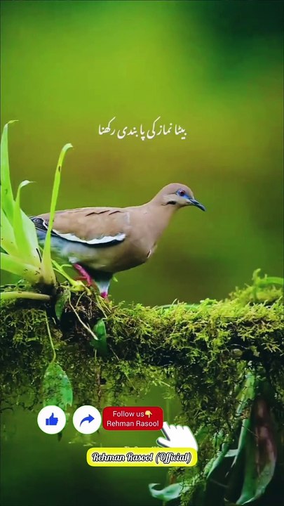 حضرت لقمان حکیم ایک عظیم دانشمند تھے جنہیں اللہ تعالیٰ نے حکمت عطا کی تھی۔ ایک دن، انہوں نے اپنے بیٹے کو نصیحت کرتے ہوئے کہا: "بیٹے، میں تمہیں کچھ اہم باتیں بتانا چاہتا ہوں۔"  پہلی نصیحت: "اللہ کا خوف رکھو۔ یہ تمہیں ہر گناہ سے بچائے گا۔ اگر تم اللہ سے ڈرت