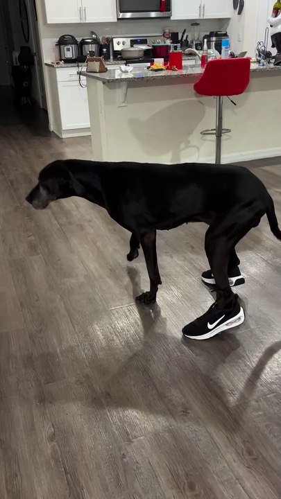 Perro con zapatos