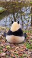 🐼 Discover the Adorable World of Pandas! 🐼 In this captivating video, we