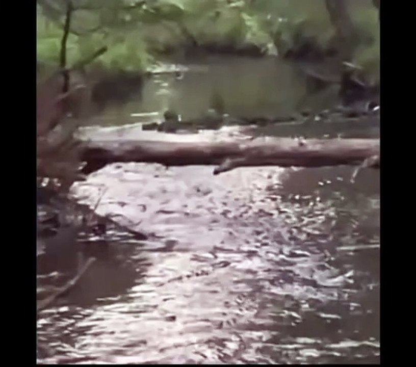 Bigfoot was filmed in the forest