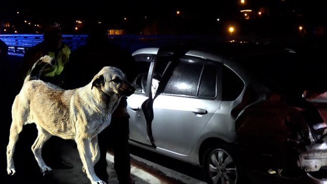 Antalya'da dehşete düşüren kaza! Köpeğe çarpan otomobil 15 metre sürüklendi
