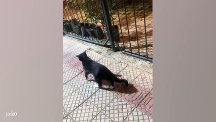 Tuxedo Cats Typical Behavior 😹 Funny Cat Videos 2024