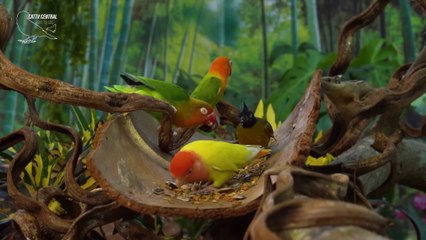Beautiful Birds Compete For Interesting Food In The Forest - Video For Cats To Watch
