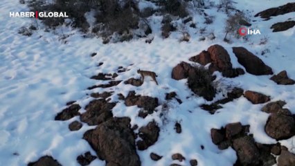 "Ormanın hayaleti" Bayburt'ta ikinci kez tek başına görüldü