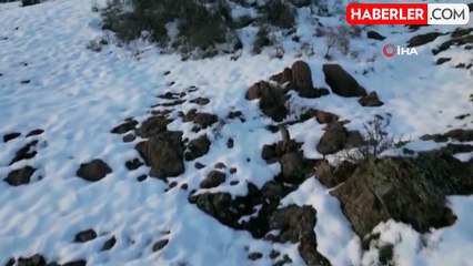 Nesli Tükenme Tehlikesindeki Vaşak, Bayburt'ta Dron ile Görüntülendi
