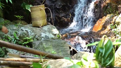 EP.397 - colhendo frutas silvestres, apreciando frango grelhado no riacho