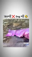 Dog is always fair,Facebook, dailymotion,grinding video