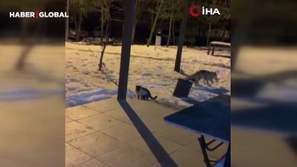 Acıkan tilkiler kedi maması için mücadele etti ama kediler mamasını vermedi