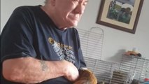 Dad gets bitten by the Guinea pig while trying to pet him gently