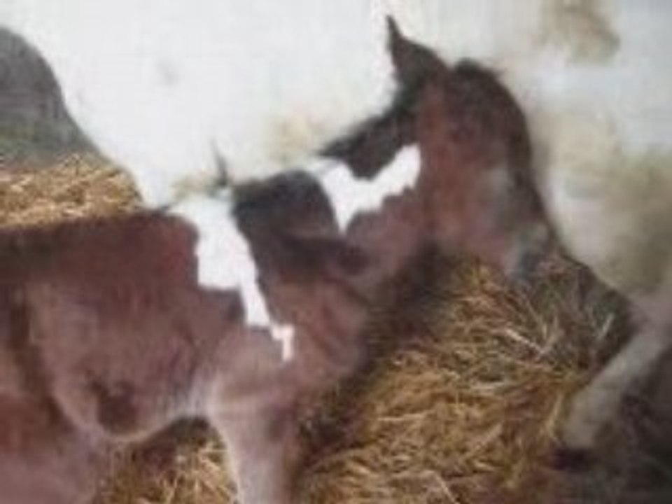 Naissance d'ulstère2