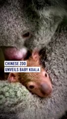 Chinese zoo unveils baby koala