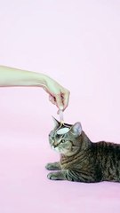 Person Massaging a Cat With a Facial Roller