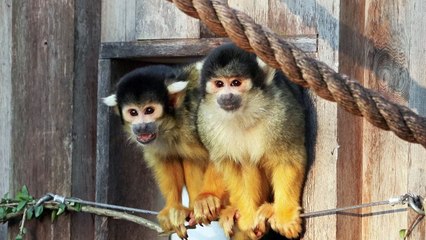 حديقة حيوانات لندن تطلق عملية الجرد السنوية لحيواناتها