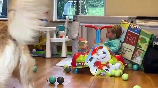 Adorable Baby Boy Plays With Crazy Golden Retriever Energy! (So Cute!!)