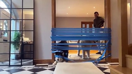 Wait For The End! Husky Jump Challenge!! (Funniest Ever!!)