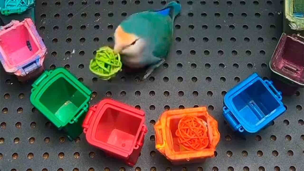 Video näyttää erittäin älykkään linnun suorittamassa monimutkaista tehtävää