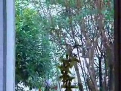 Laissons papoter les mésanges