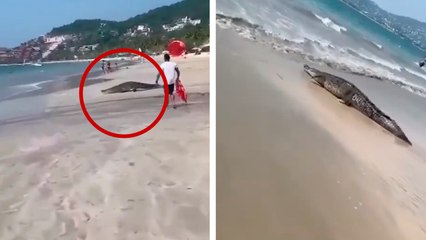 Colombia: Un caimán de 2 metros sorprendió a turistas en Playa Blanca, Santa Marta