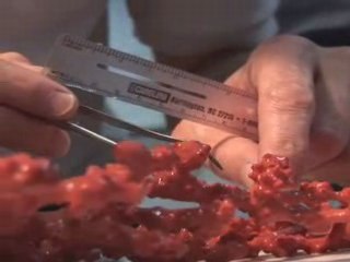 Greenpeace discovers new species in threatened Bering Sea