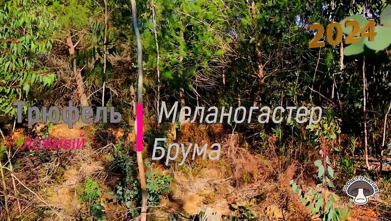 Трюфель ложный.Меланогастер Брума.Тихая охота.