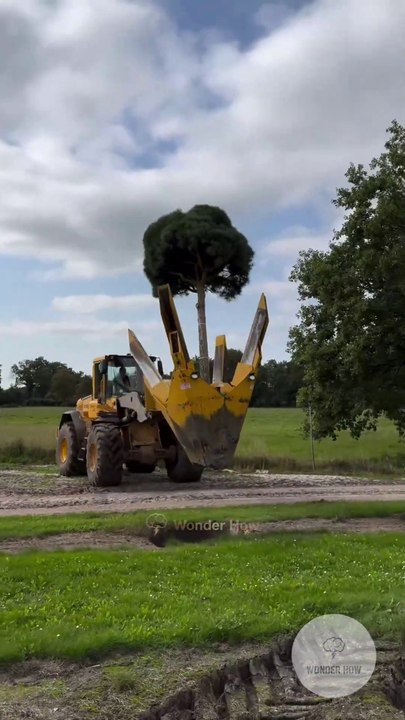 tree transplant