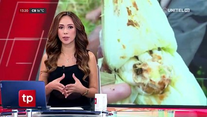 Gusano cogollero destruye cientos de hectáreas de maizales de los valles de Cochabamba, dicen los agricultores