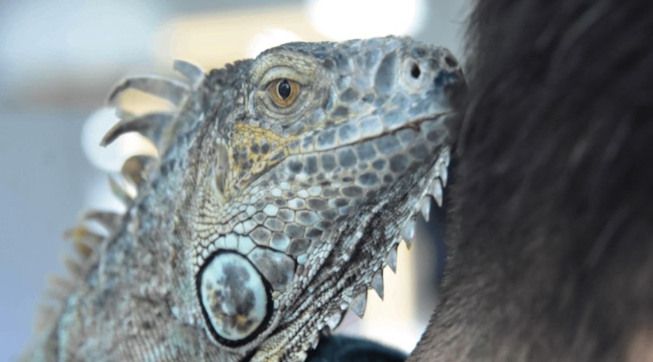 Konya'daki kuaför müşterilerini iguana ile tıraş ediyor