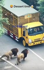 Un zoo qui vous fait vivre une expérience de fou... Lion sur le bus