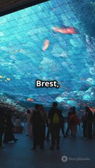 Découvrez L'Abyss Box : Un Aquarium Unique au Monde !