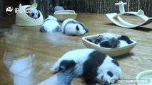 🌟 Discover the adorable world of *Pandas*! 🐼 In this captivating video, w