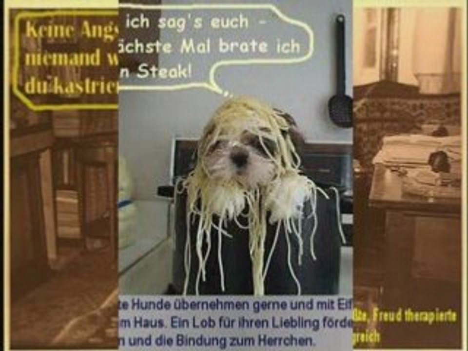 Lustiges, Schilder, Autos Verkehr, Mensch, Tier, Alltag