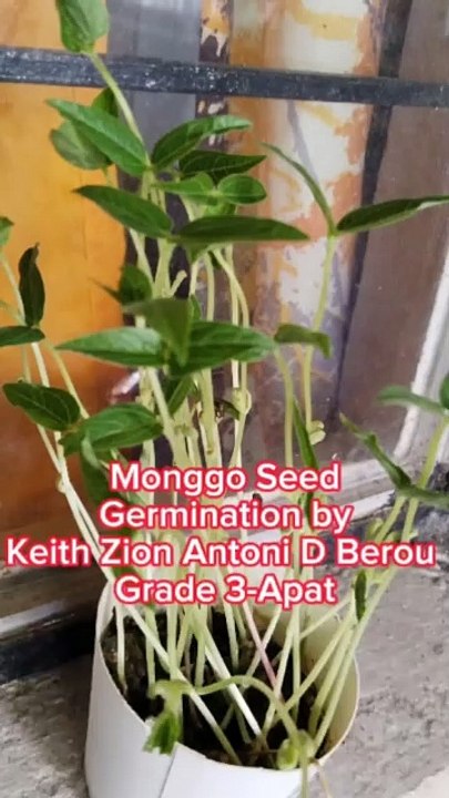 How to grow Monggo seed - video Dailymotion